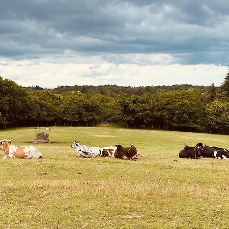 Escapade Dans Un Ranch *